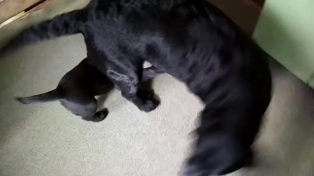 Мама щенки, совместные игры. смотреть онлайн