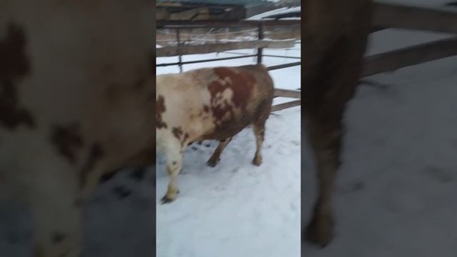 вздулся бычок смотреть онлайн