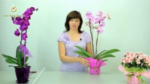 Как упаковать Орхидею в подарок. Мастер класс практической флористики.