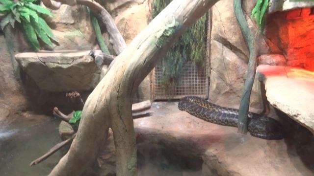 Минский зоопарк, зоопарк, Минск, Minsk, Minsk Zoo, Tourist Destination смотреть онлайн