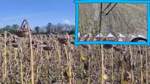 Уборка 2023 🌻 Подсолнечник Кречет (Щелково)