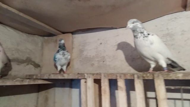 Пакистанские голуби Племенные самки 0721004500 WhatsApp смотреть онлайн