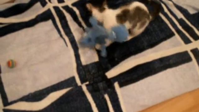 Кошка жжет!!! Mortal Kombat отдыхает! смотреть онлайн