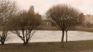 Самостригущаяся ива ломкая Bullata