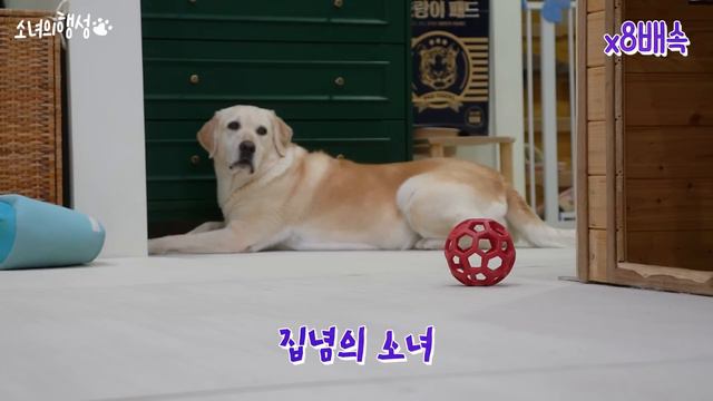 이 개는 마약탐지견을 해야합니다 смотреть онлайн