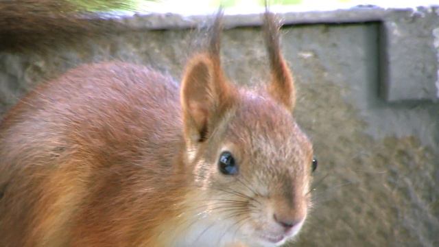 The squirrel in a city. Белка в городе. 23 смотреть онлайн