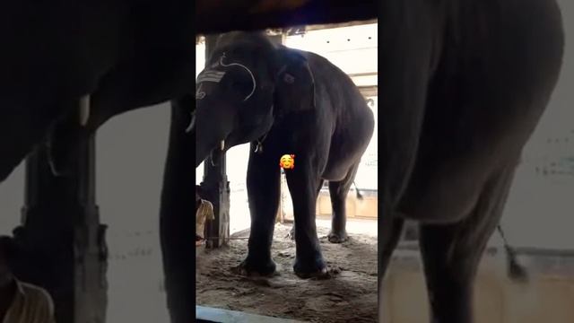 Elephant Rukku in Annamalaiyar Temple in Tiruvannamalai смотреть онлайн