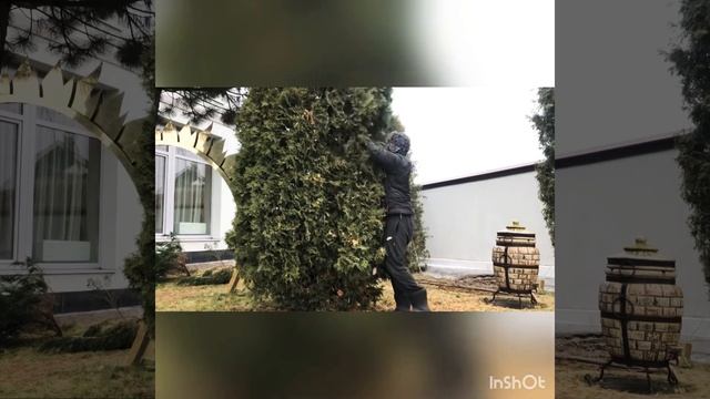 #чисткатуи #осенняячисткатуисмарагд Осенняя чистка туи Смарагд от опавшей хвои. смотреть онлайн