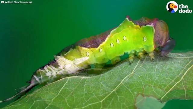 Watch This Caterpillar Turn Into A Puss Moth | The Dodo смотреть онлайн
