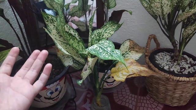 Dying Aglaonema Chinese Evergreen or Snow White Plant смотреть онлайн