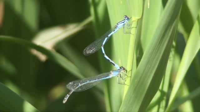 Wildlife Quiz #4 смотреть онлайн