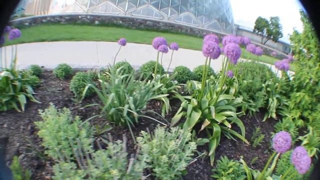 Purple Flower Plants смотреть онлайн