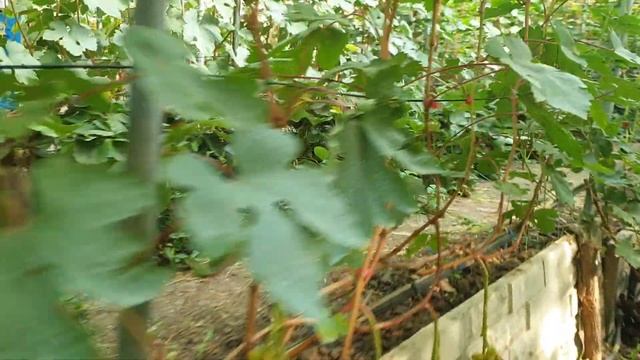 Г.ф ФЛАГМАН И ЭНЕРГОДАР смотреть онлайн