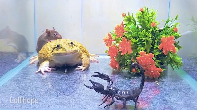 Asian Bullfrog With Big Scorpion And Mouse! Asian Bullfrog Live Feeding