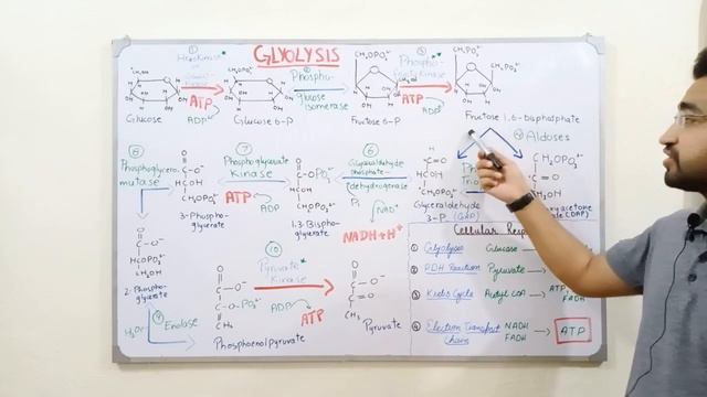 Glycolysis MADE EASY, stepwise | Cellular Respiration I (Urdu/Hindi) | AB Hassan Azdee | Biochemis смотреть онлайн