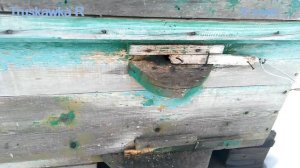 Признаки того, что пора кормить пчёл зимой. Спасайте пчёл!!!