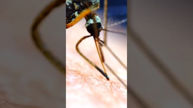 Занимательные видео