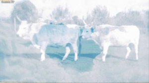 Что обозначает белый цвет во сне