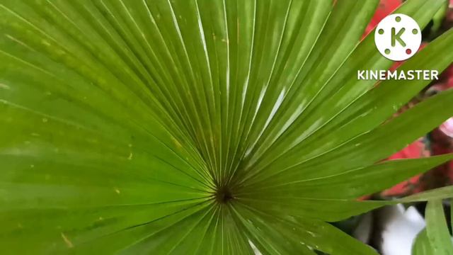Palm Plant varieties@gardeningwithgeetkumar смотреть онлайн