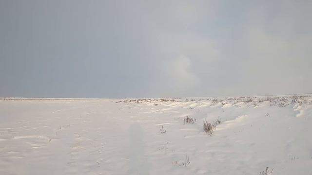 Охота на зайца. Новогодний русак подпустил в плотную. смотреть онлайн