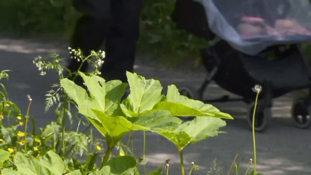 Борщевик наступает! Давайте разберемся 06.07.2022 смотреть онлайн