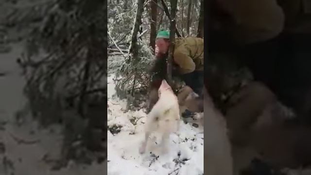 Охота на здорового кабана, а вы так смогли бы? смотреть онлайн