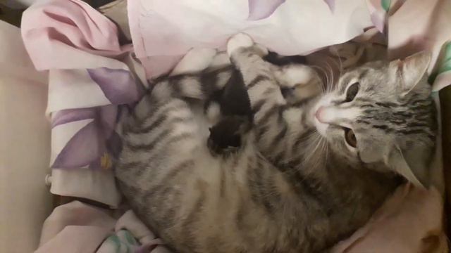 #АндреевкаOnline | Выставка домашних животных | Участник #6 смотреть онлайн