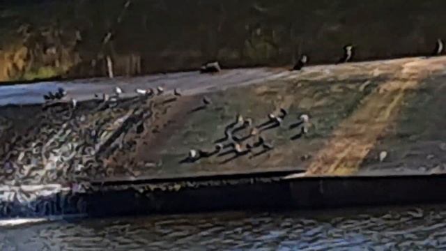 83 ДУРАК МЕЧТАЕТ О БОГАТСТВЕ, МУДРЕЦ - О СЧАСТЬЕ.