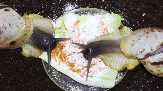 Содержание улиток ахатин парами и по одному. Уживаемость разных видов улиток смотреть онлайн