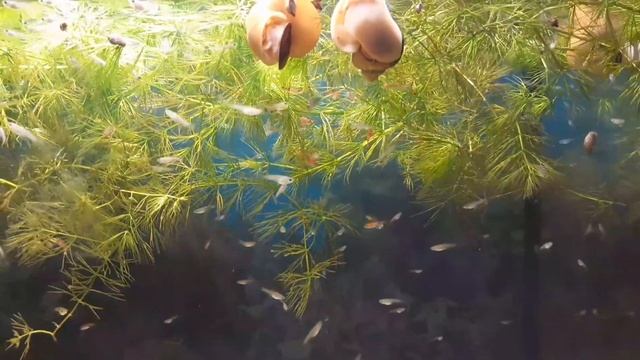 АЗБУКА АКВАРИУМИСТИКИ. Ампулярии - содержание, разведение для новичков ! смотреть онлайн