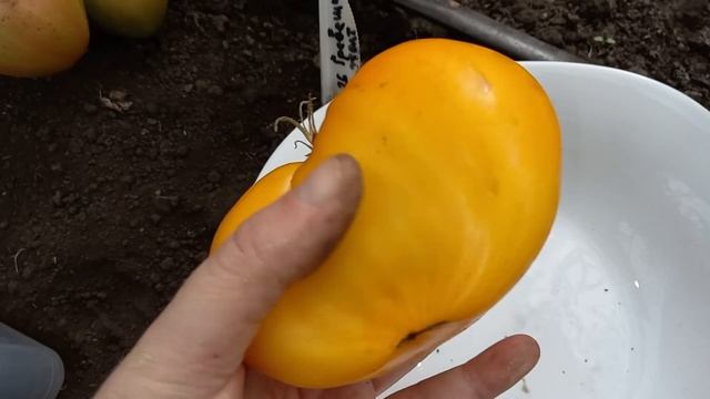 Томат Гребешки желтые вас удивит медовым вкусом, огромным урожаем, а еще он очень полезный смотреть онлайн