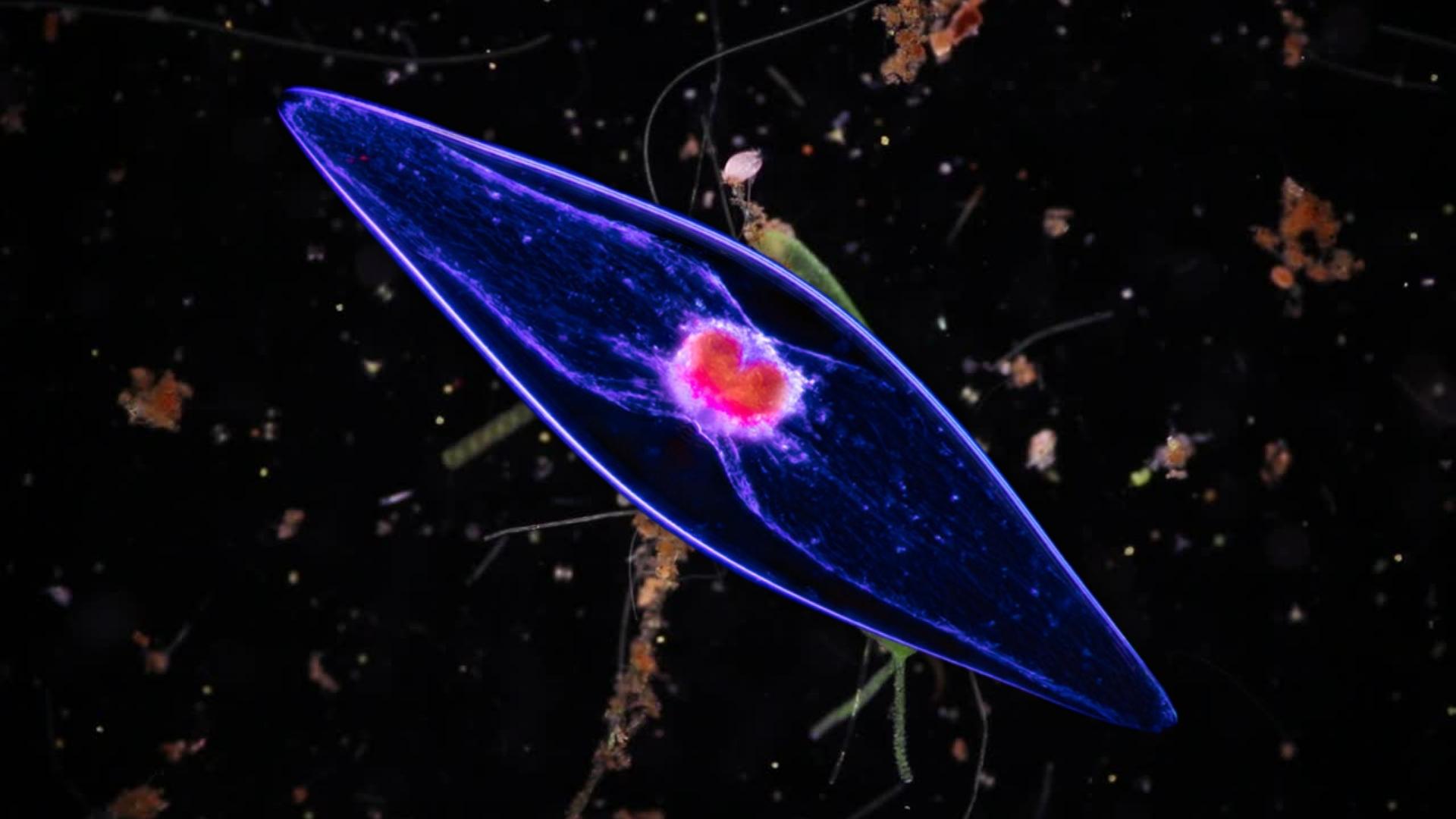 Наглядная микробиология #7 Пироцистис Веретенообразной (Pyrocystis fusiformis) смотреть онлайн