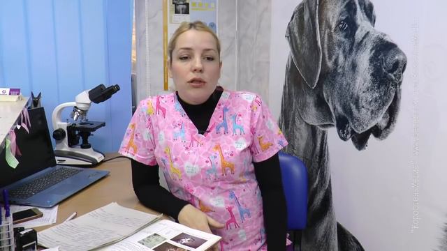 КоростеньТВ_19-10-18_"ЗООтема": демодекоз та інші шкірні хвороби. смотреть онлайн