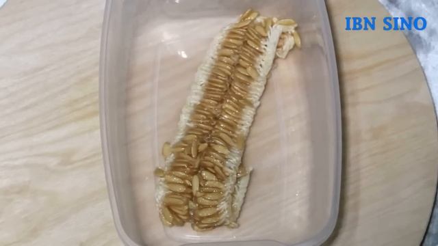 ҚОВУН УРУҒИНИ ИЧИНГ ВА ТОНГАЧА ГАЗИНИ БОСИНГ смотреть онлайн