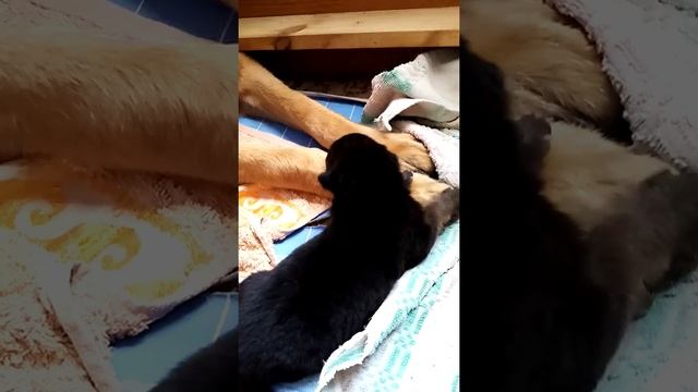 Десятка толстунов... 11 сентября 2020 г... смотреть онлайн