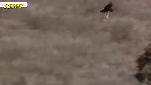 10 Сумасшедших битв животных снятых на камеру людьми смотреть онлайн