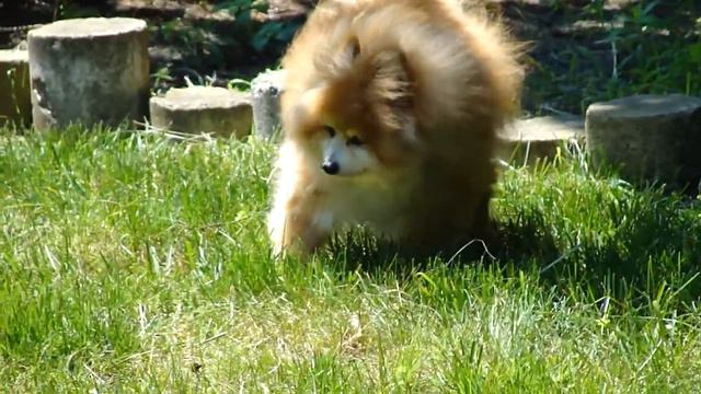 The Legendary Beak, Ginger Pomeranian. смотреть онлайн