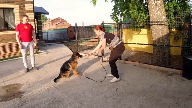 Первая дрессировка щенка. Часть 1 смотреть онлайн