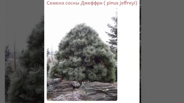 Семена сосны Джеффри купить продажа смотреть онлайн