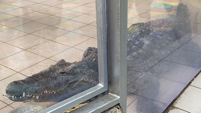 Шоу с Крокодилом смотреть онлайн