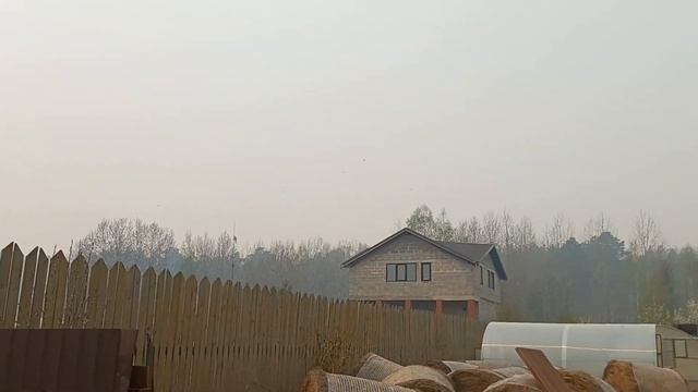 В Свердловской области сильные пожары,горят леса/ Продала козу/Цветут груши,слива и жимолость. смотреть онлайн