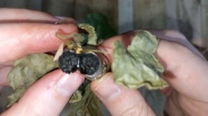 ЧЕРНАЯ НОЖКА У ГЕРАНИ или Пеларгонии, 2 эффективных средства от черной ножки