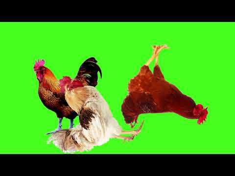 Когда тима плохо играет, футаж петухи летают для видео, пукан горит (скоро новое видео) смотреть онлайн
