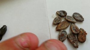 Астраханский арбуз. Выращивание арбузов на приусадебном участке. Как вырастить вкусный арбуз.