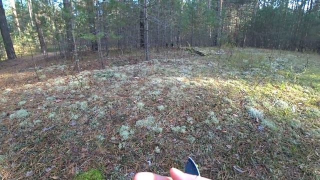 Зеленушки и серые рядовки в сосновом бору.5 окт. Пермь смотреть онлайн