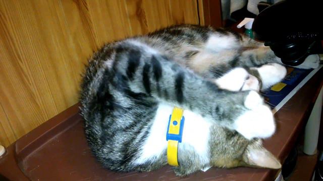 Cute sleep cat / Кот мило спит смотреть онлайн