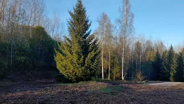 Оставьте Сосны, Ёлки и Сосны на участке Вырубка спил и расчистка участка смотреть онлайн