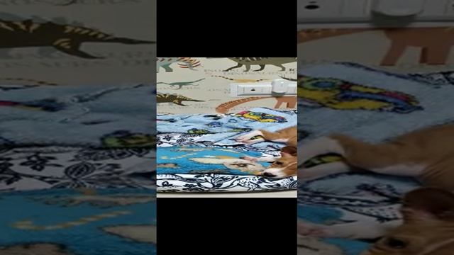 Первый день моего щенка Мартина у меня дома смотреть онлайн