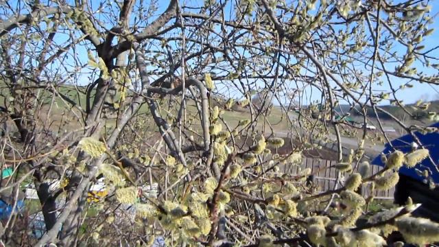 Первые признаки в выводе маток, это наличие печатного трутневого расплода и принос нектара и пыльцы смотреть онлайн