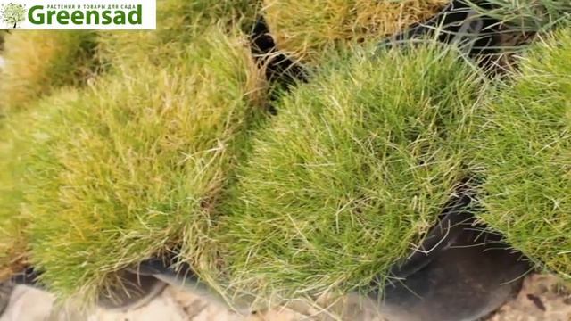 Овсяница Готье видео обзор от Greensad смотреть онлайн